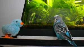 Как се опитахме да успокои катерицата arcash